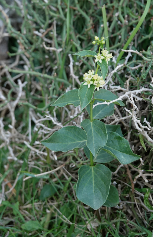 Vincetoxicum hirundinaria.2.jpg