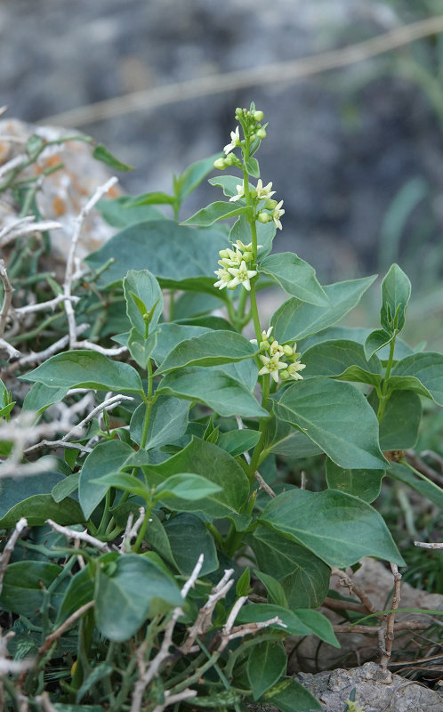 Vincetoxicum hirundinaria.3.jpg