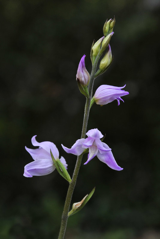 Cephalanthera rubra. Closer.