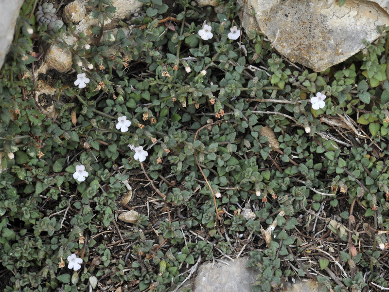 Micromeria filiformis. Closer.jpg