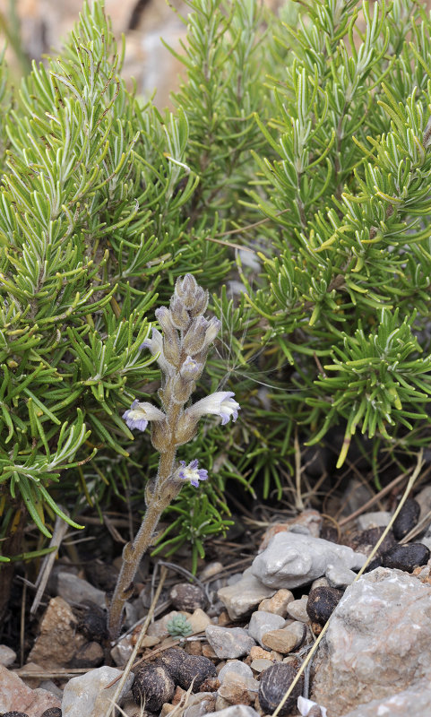 Orobanche rosmarinus with host.1.jpg