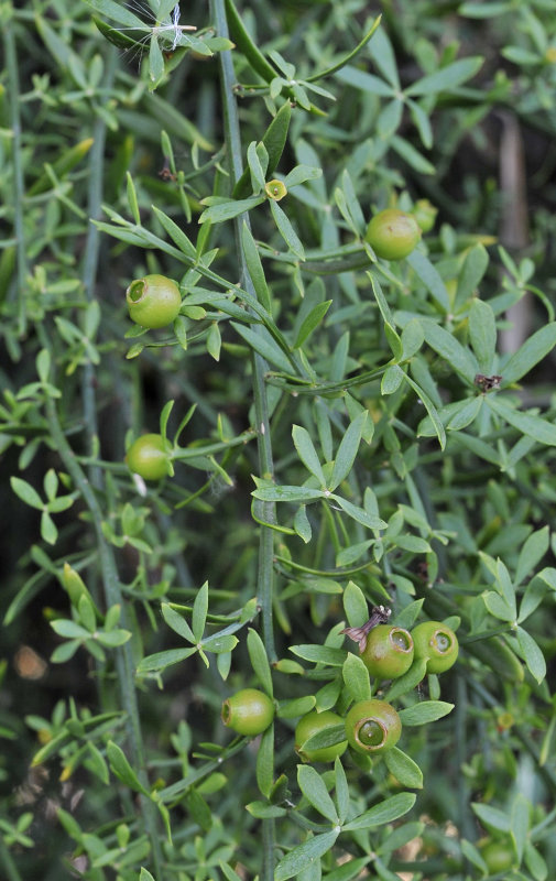 Osyris alba. fruits.jpg