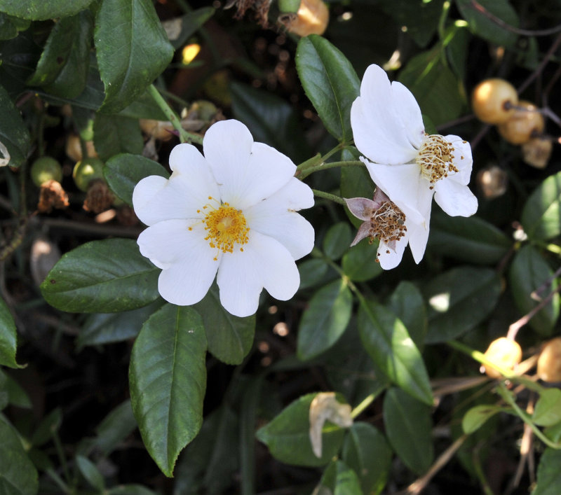 Rosa sempervirens.jpg