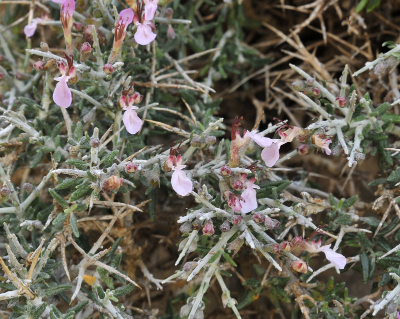 Teucrium balearicum. Closer.
