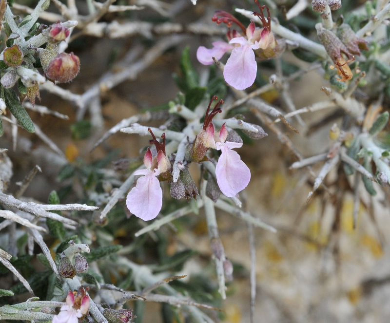 Teucrium balearicum. Close-up.