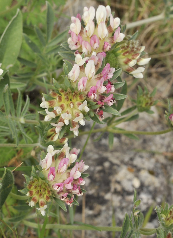 Anthyllis vulnearia. Closer.2.jpg