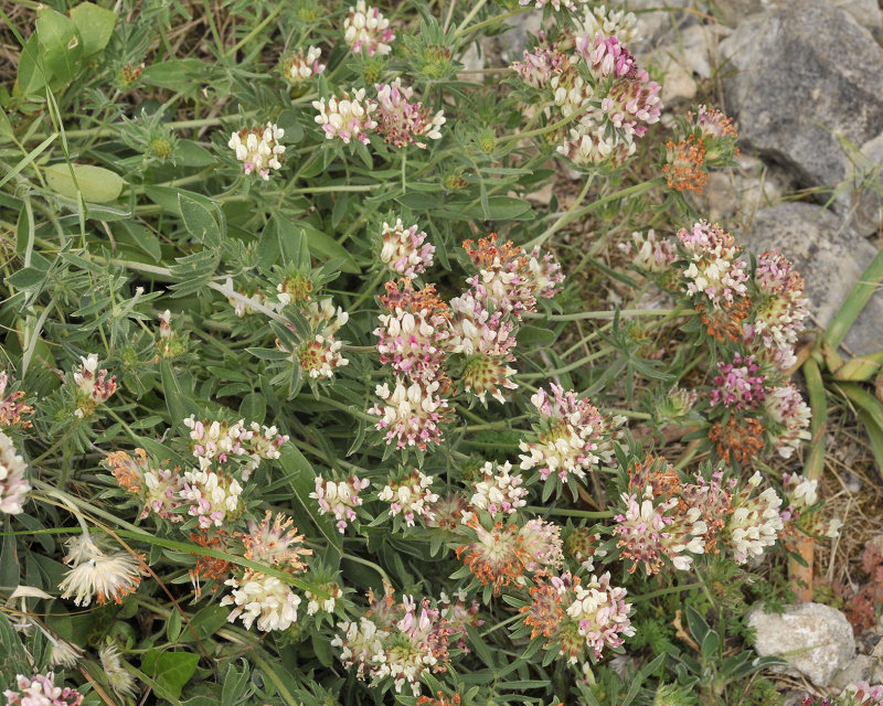 Anthyllis vulnearia. Closer.jpg