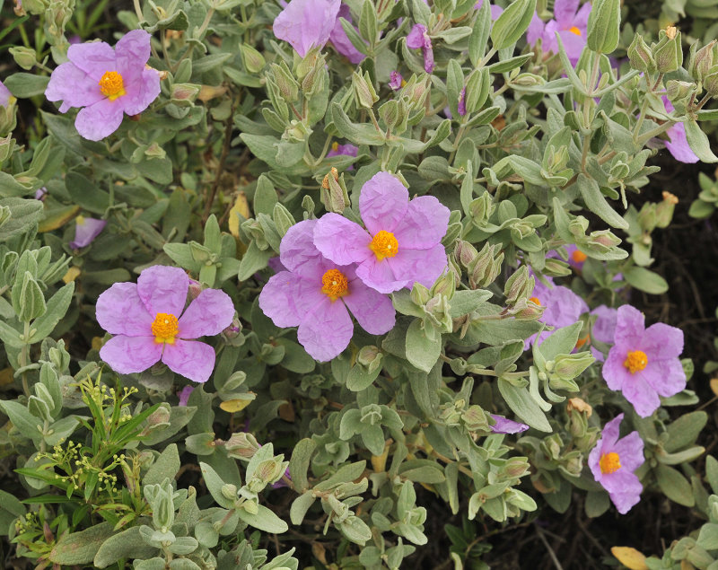Cistus albidus. Closer.jpg