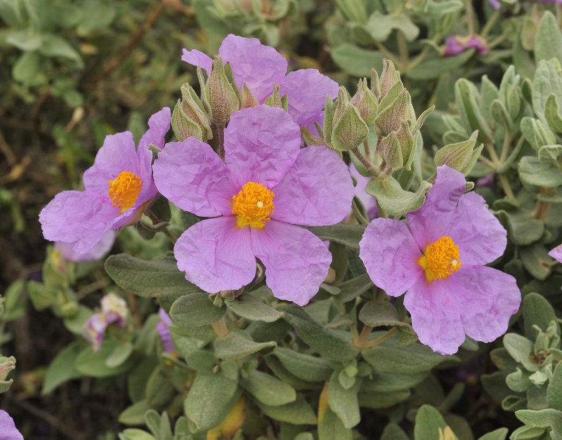 Cistus albidus. Closer-up.2.jpg