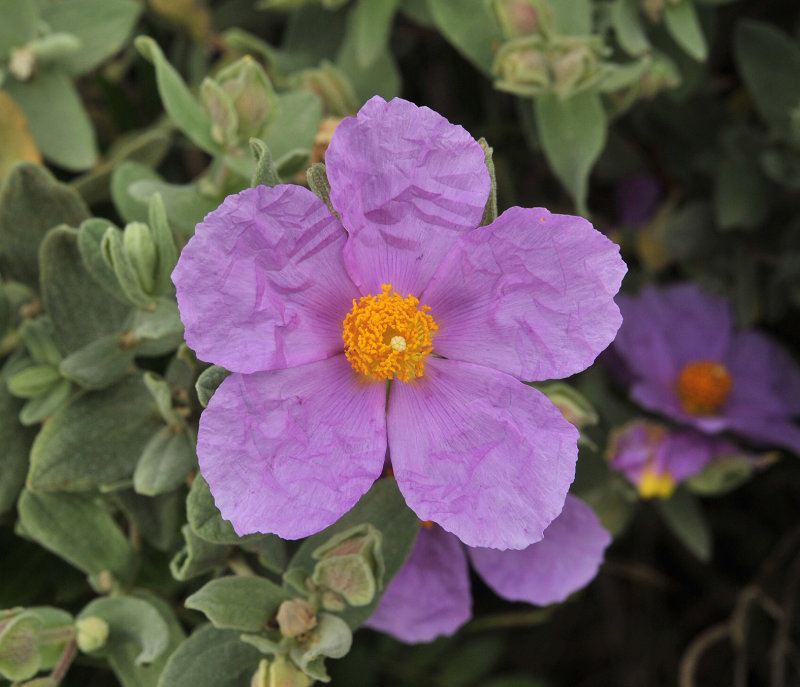 Cistus albidus. Closer-up.jpg