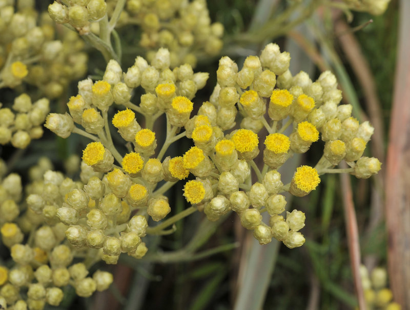 Helichrysum stoechas. Closer.3.jpg