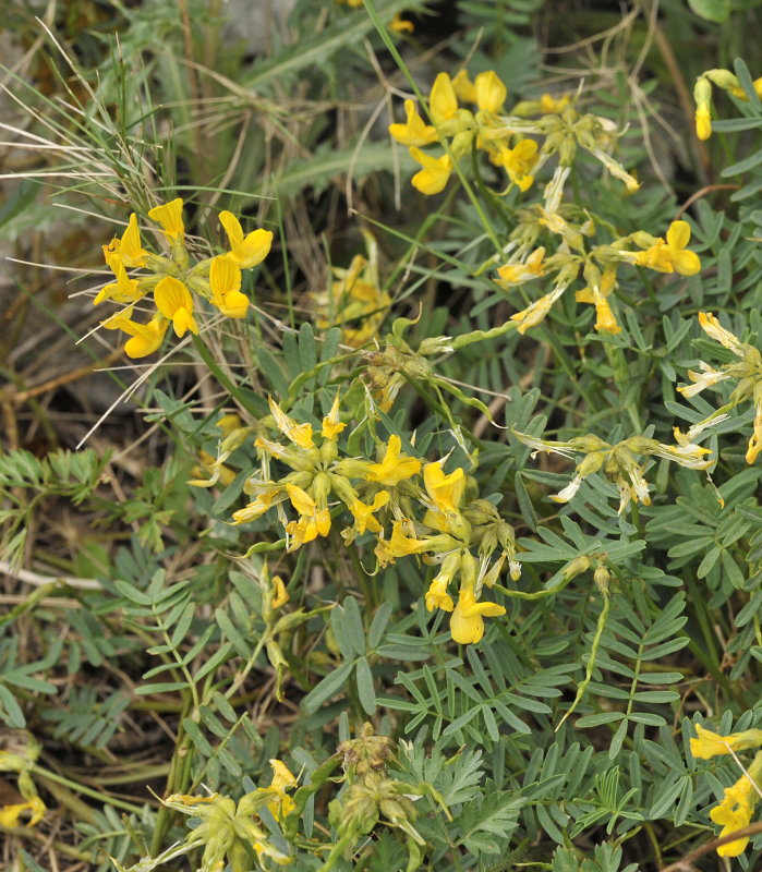 Hippocrepis balearica. Closer.jpg
