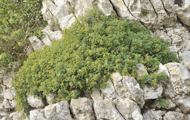 Hippocrepis balearica.jpg