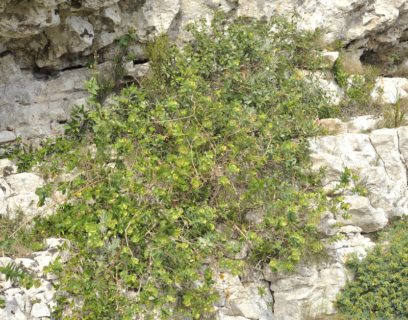 Lonicera implexa.jpg