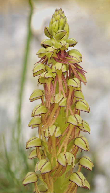 Orchis anthropophora. Closer.