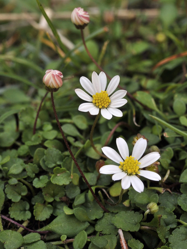 Bellium bellioides. Closer.jpg