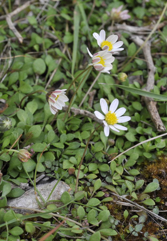 Bellium bellioides.2.jpg