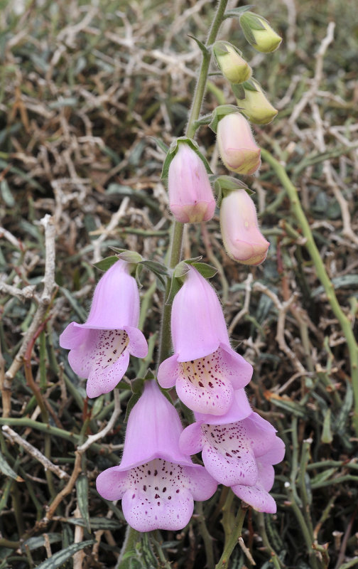 Digitalis minor. Closer.jpg