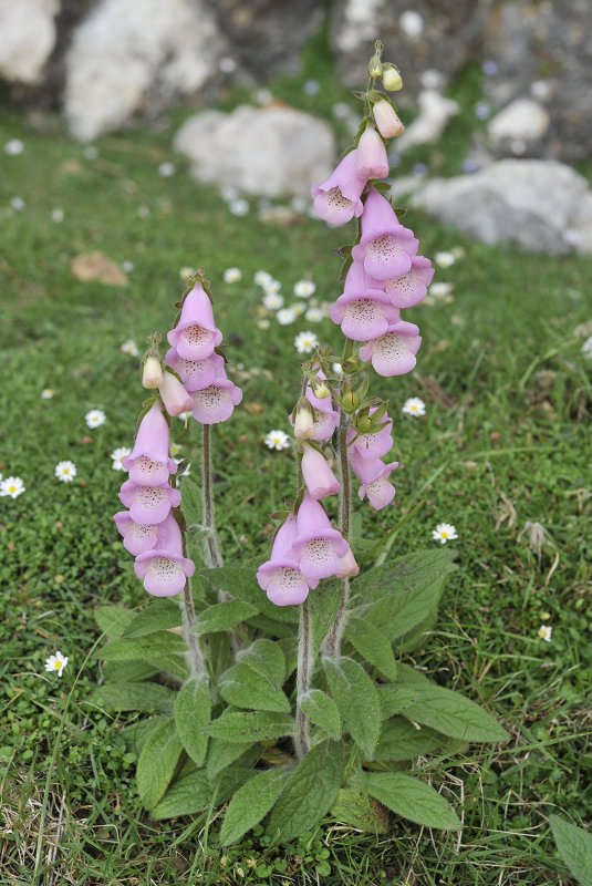 Digitalis minor.2.jpg