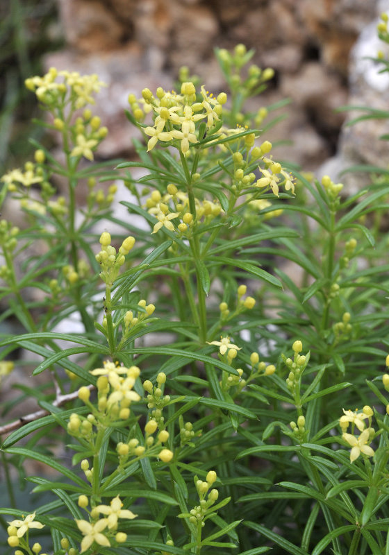 Galium crespianum. Closer.jpg
