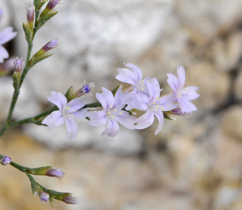 Limonium minutum. Close-up.2.jpg