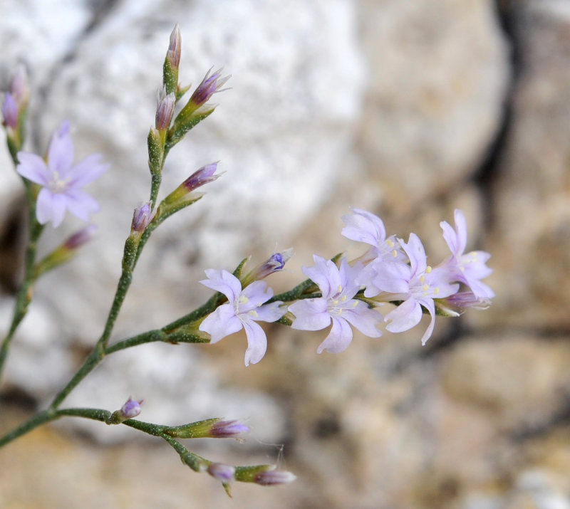 Limonium minutum. Close-up.jpg
