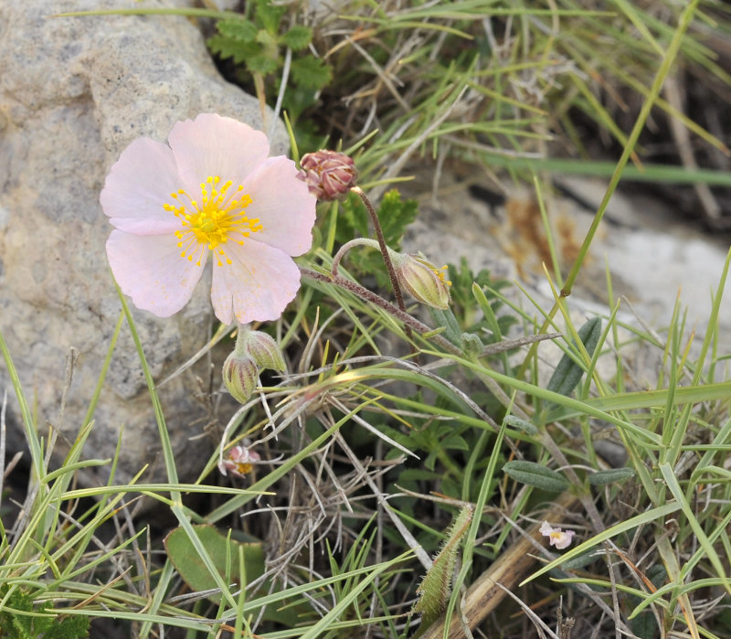 Helianthemum appeninum.jpg