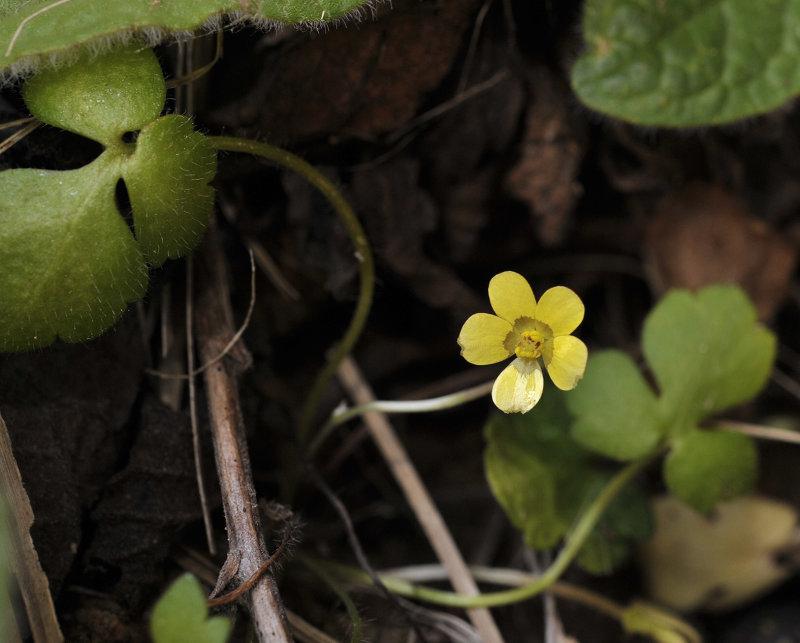 Ranunculus weylerii.jpg