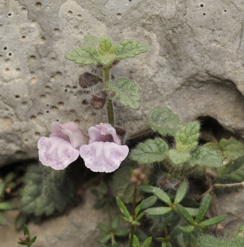 scutellaria balearica. Close-up.jpg