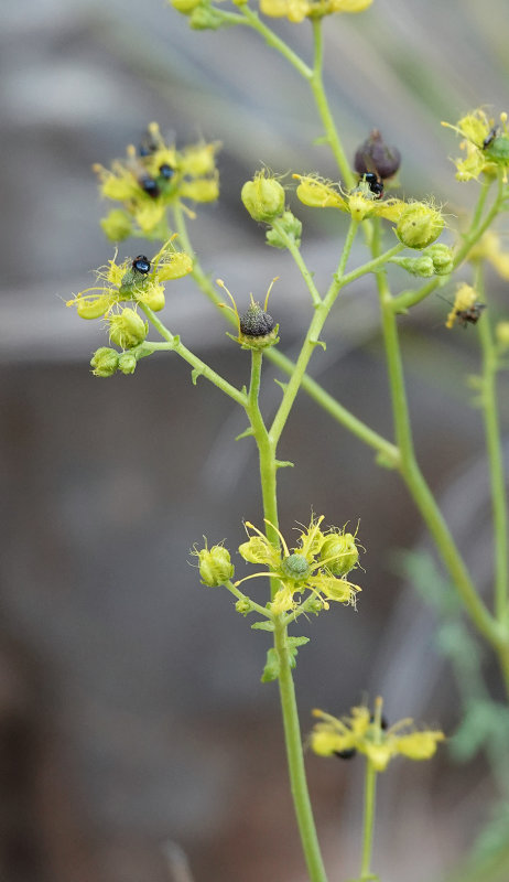 Ruta angustifolia. Closer.3.jpg