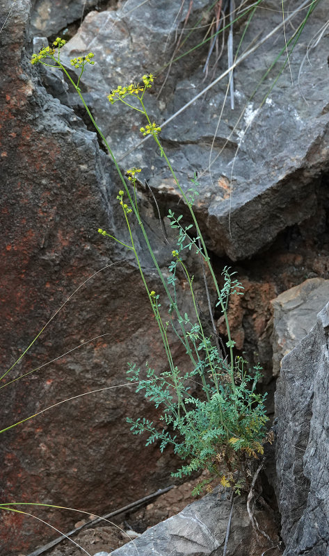Ruta angustifolia.jpg