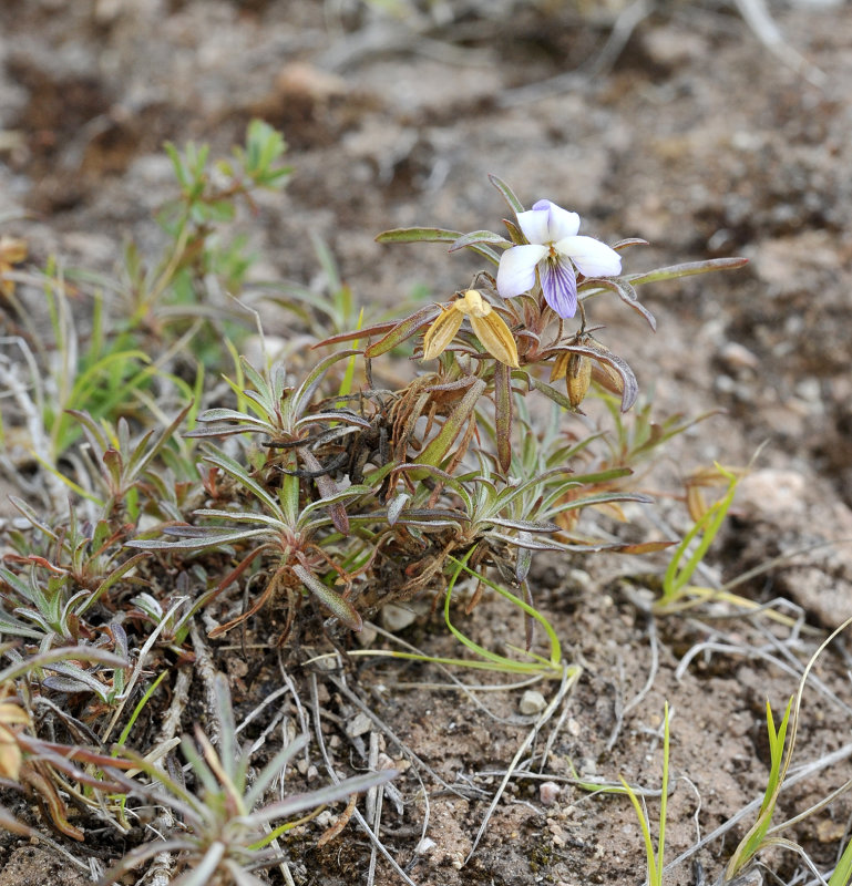 Viola arborescens.2.jpg