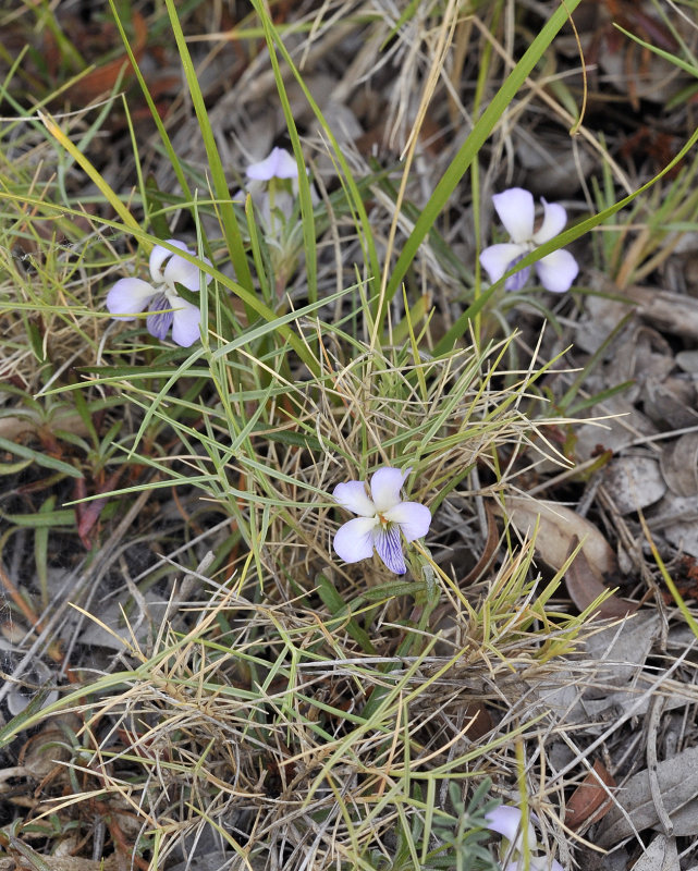 Viola arborescens.jpg