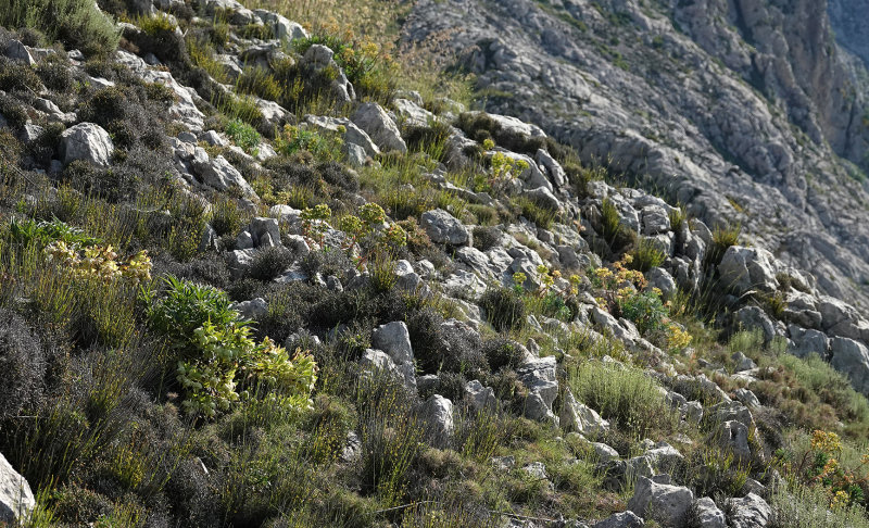 Habitat of Osyris alba.2.jpg