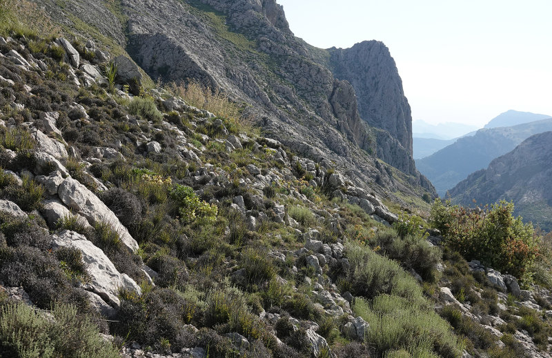 Habitat of Osyris alba.jpg