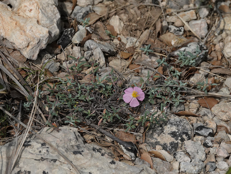 Helianthemum appeninum.jpg