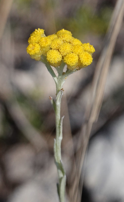 Helychrysum stoechas. Closer.jpg
