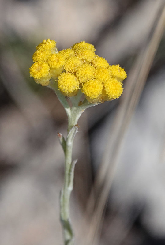 Helychrysum stoechas. Close-up.jpg