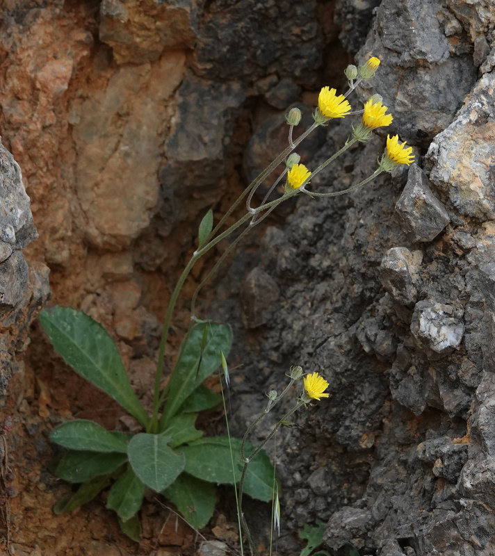 Crepis triasii.2.jpg