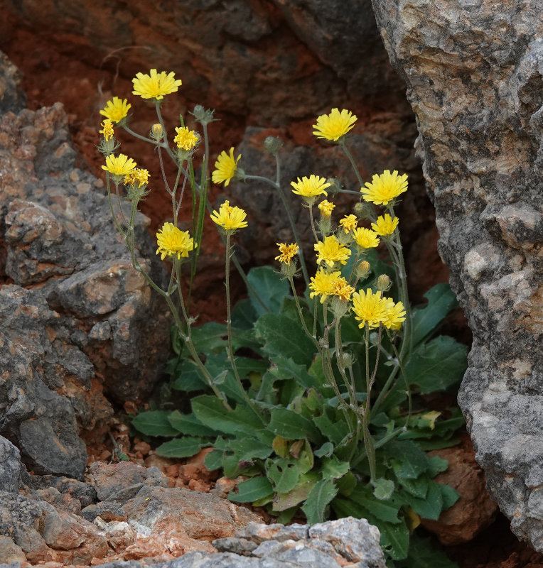 Crepis triasii.jpg