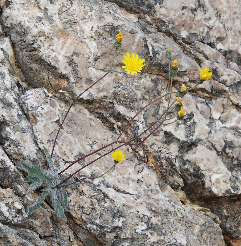 Asteraceae.jpg