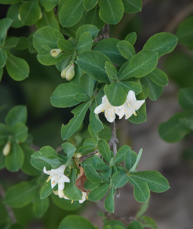 Lonicera pyrenaica subsp. majoricensis. Closer.3.jpg