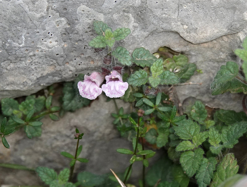 Scutellaria balearica. Closer.jpg