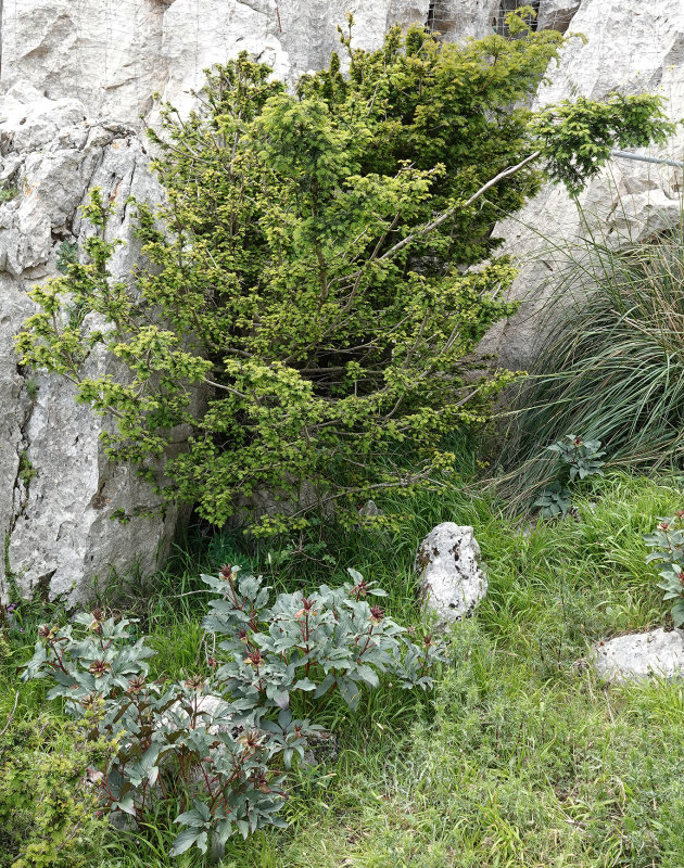 Mountain flora.3.jpg