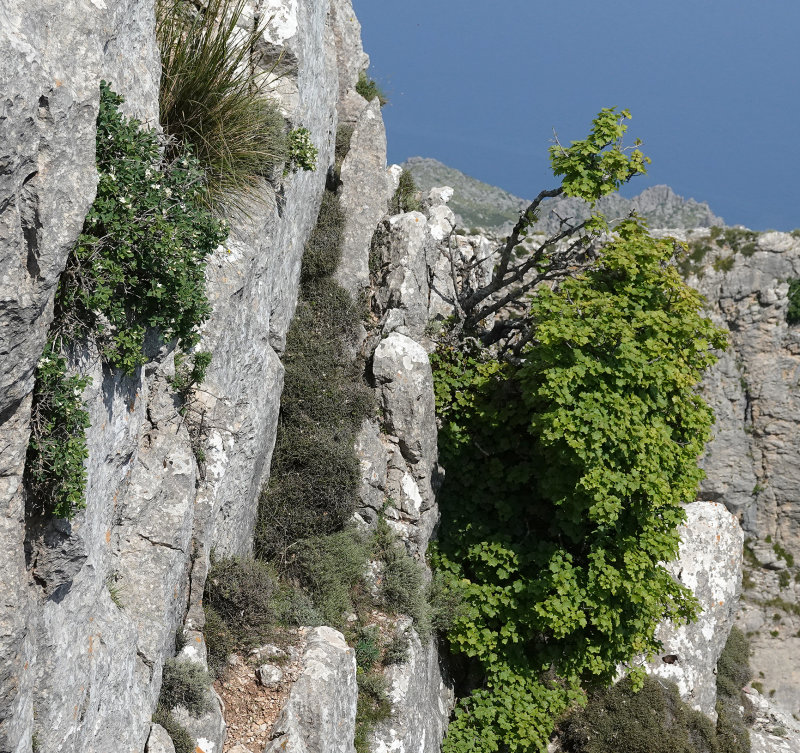 Mountain flora.jpg