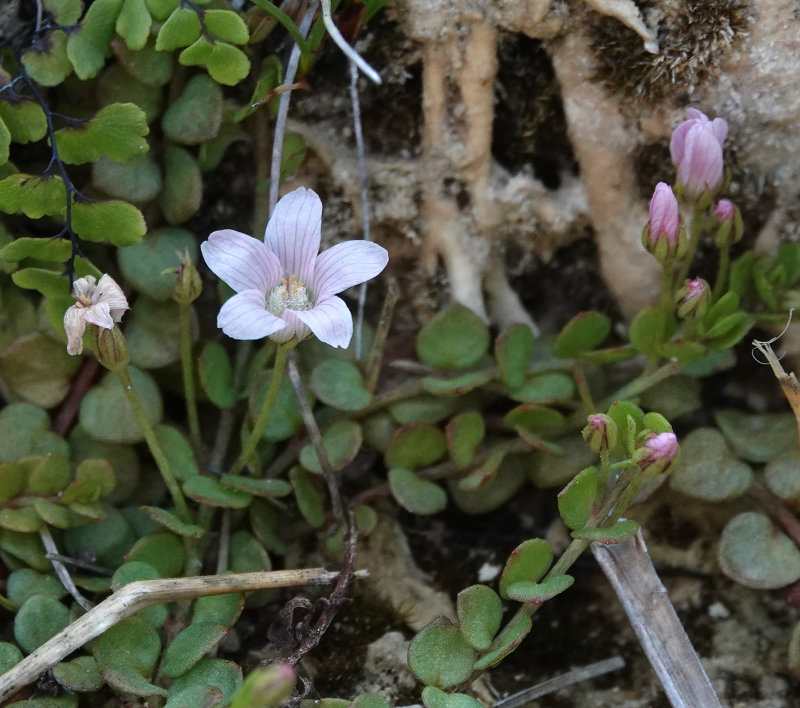 Anagallis tenella. Close-up.jpg