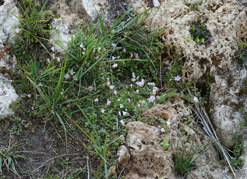 Anagallis tenella.jpg