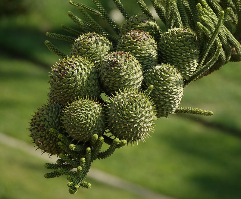 Araucaria heterophylla cones.jpg
