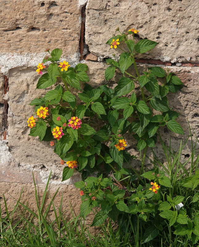 Lantana camara.jpg