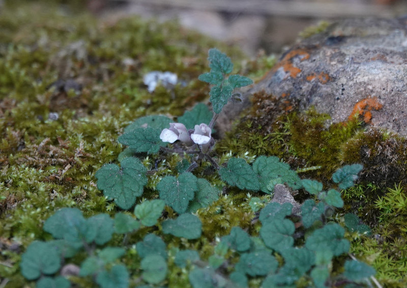 scutellaria balearica.2.jpg